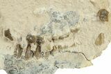 Fossil Oreodont (Merycoidodon) Partial Skull - South Dakota #269940-2
